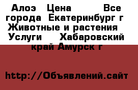 Алоэ › Цена ­ 150 - Все города, Екатеринбург г. Животные и растения » Услуги   . Хабаровский край,Амурск г.